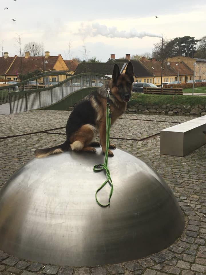 Hund under færdselstræning